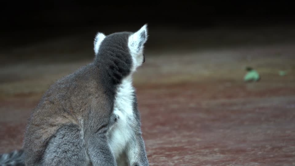 Ring tailed lemur lemur fluffy