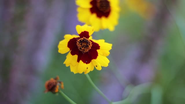 Coreopsis yellow red