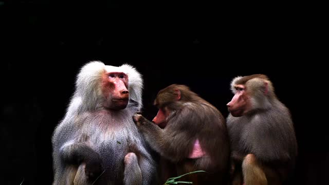 Baboons animal louse