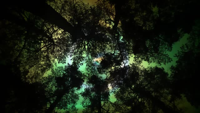 Psychedelic trees forest