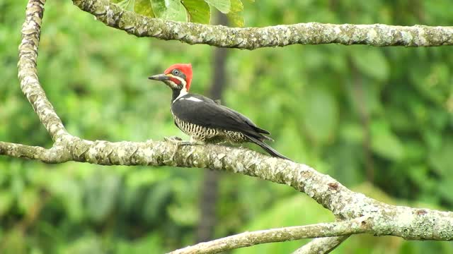 Nature bird woodpecker