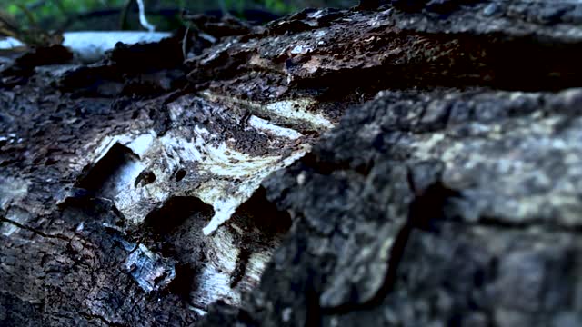 Nature woods tree