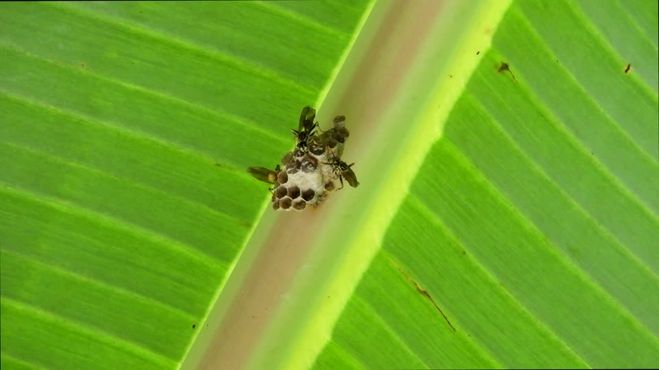 Nature insect hive