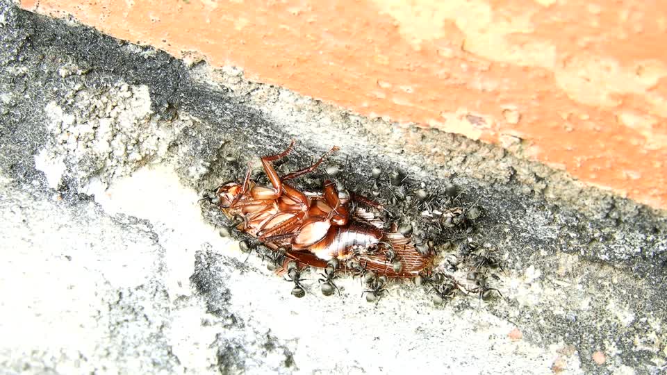 Insects ants armenia cockroach