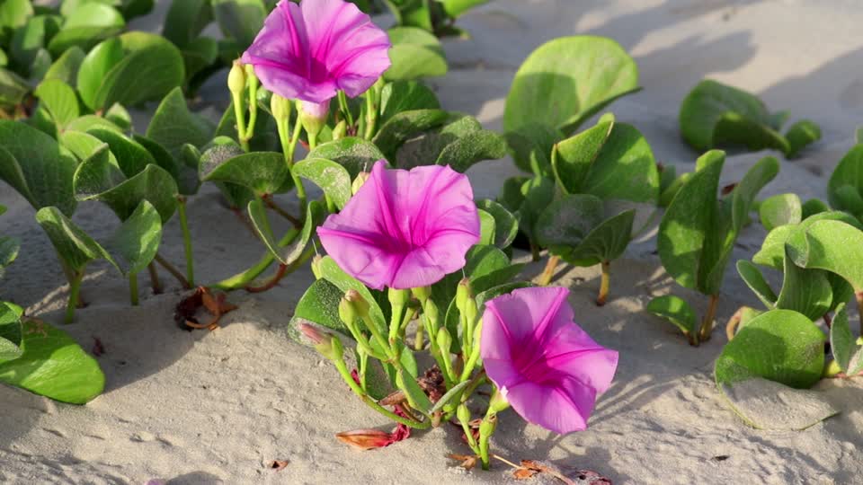 Morning glory bloom flowers