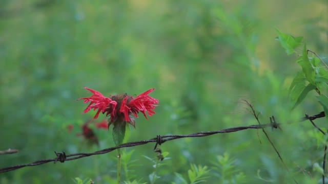 Hummingbird in slow motion hummingbird ruby-throated hummingbird