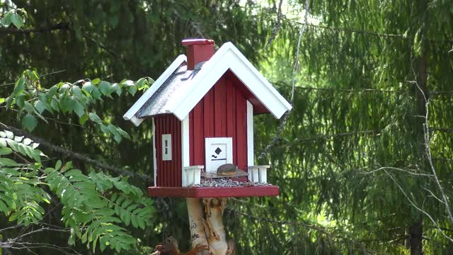Squirrel wild animals foraging