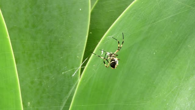 Nature spider yard