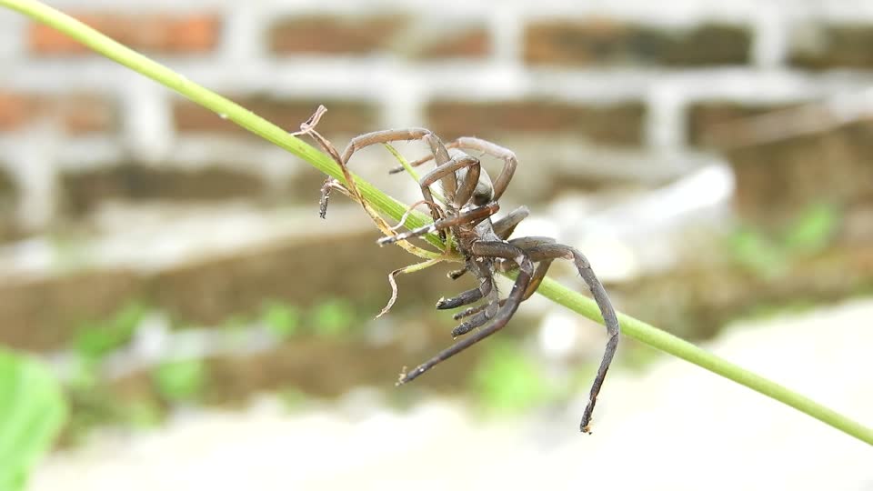 Nature insect spider