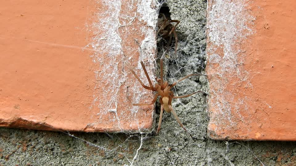 Nature insects spiders