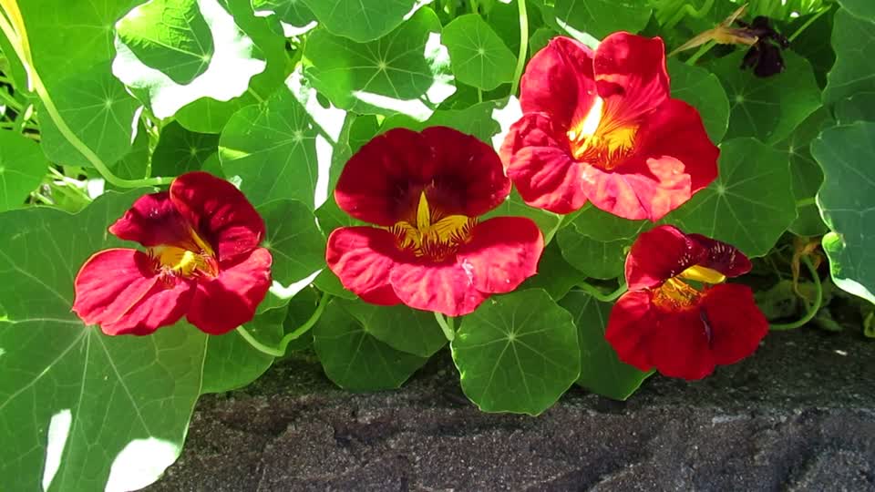 Flower plant blossom