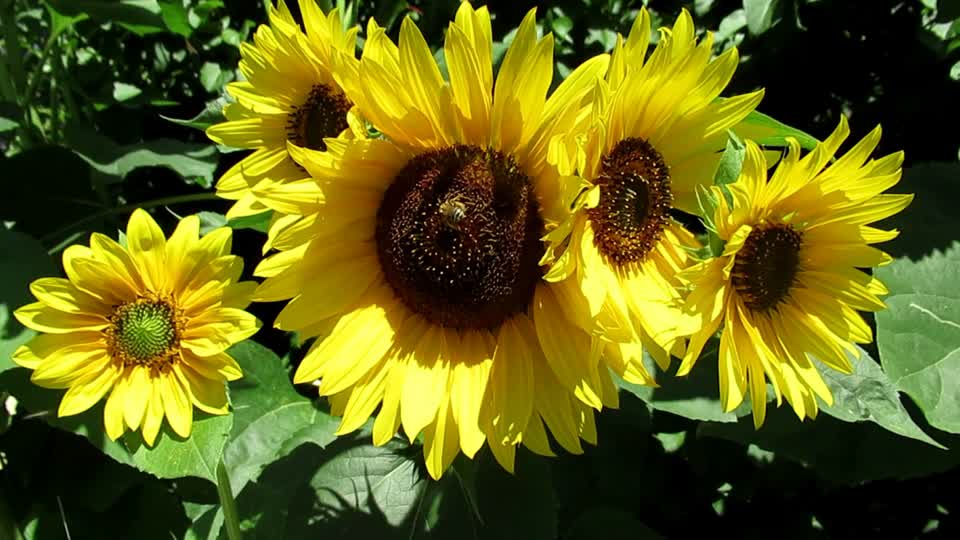 Sunflower yellow plant