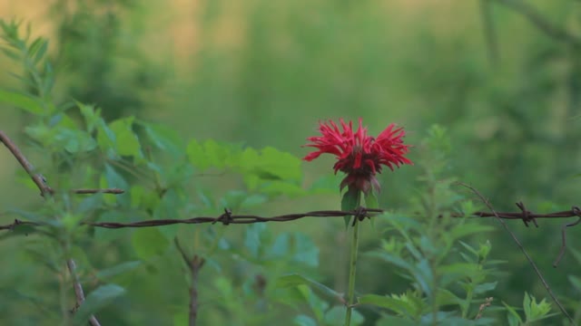 Hummingbird ruby-throated hummingbird archilochus colubris