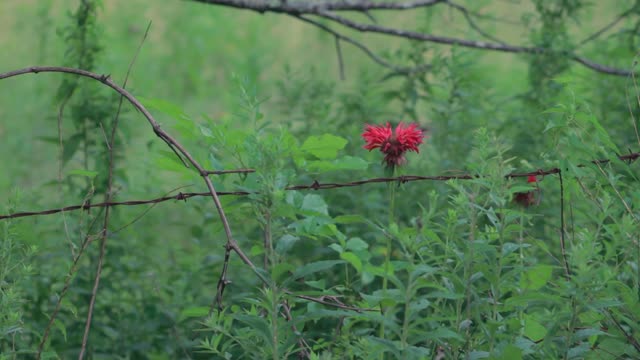 Hummingbird ruby-throated hummingbird nature