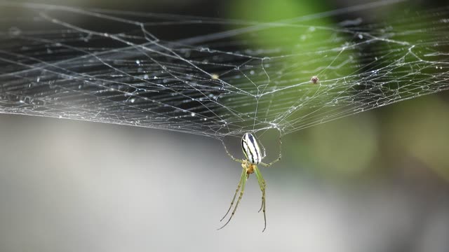 Macro insect web