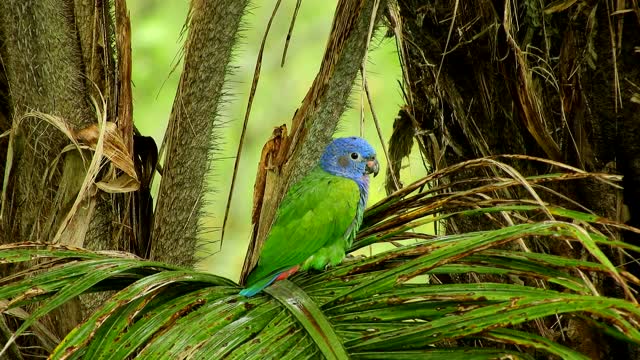 Nature bird parrot