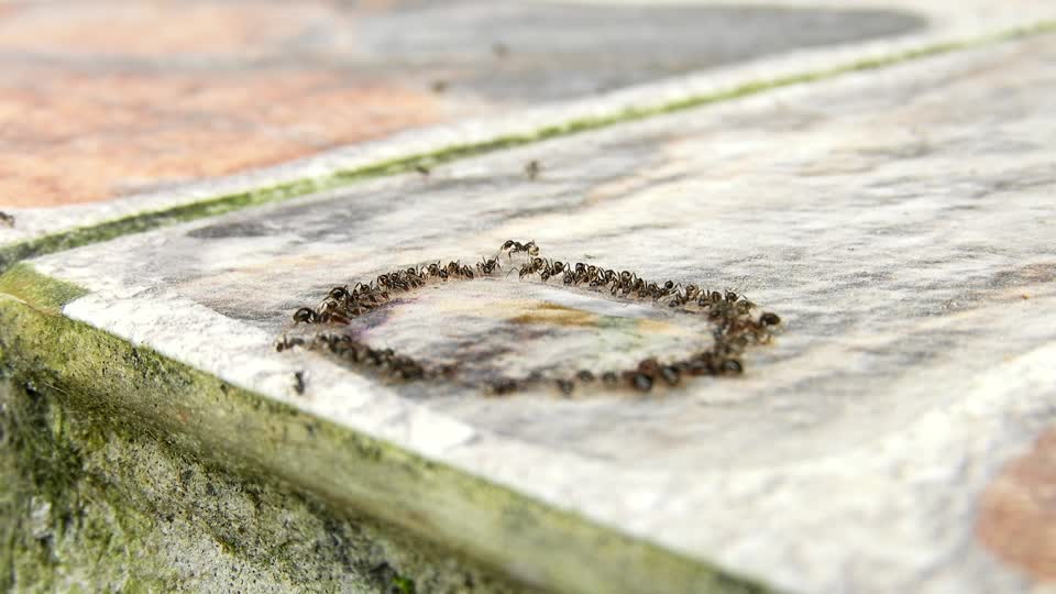 Macro insects ants