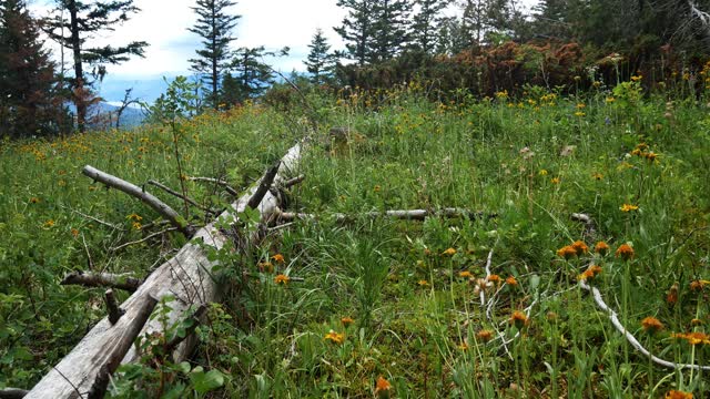 Okanagan landscape nature