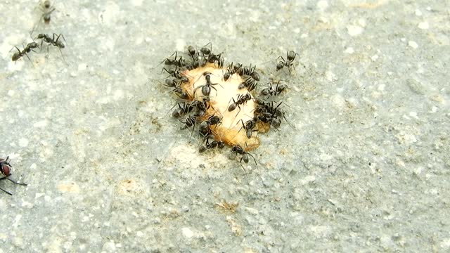 Nature insects ants