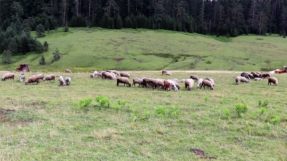 Mountain forest plateau