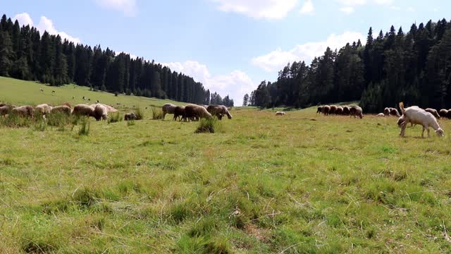 Mountain forest plateau