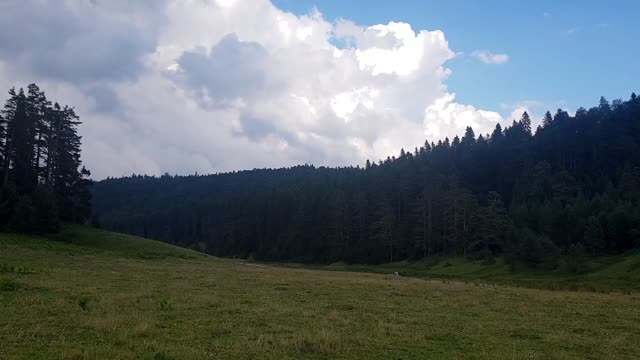 Mountain forest plateau