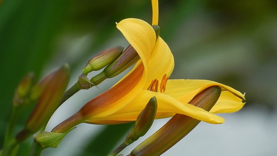 Tiger-lily flower nature