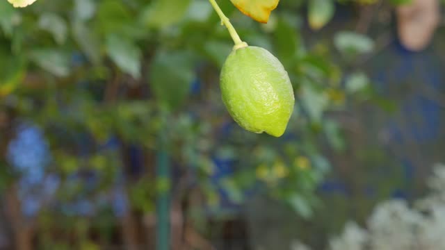 Garden plant blossom