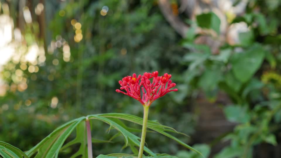 Flower nature petal