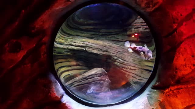 Aquarium fish fun