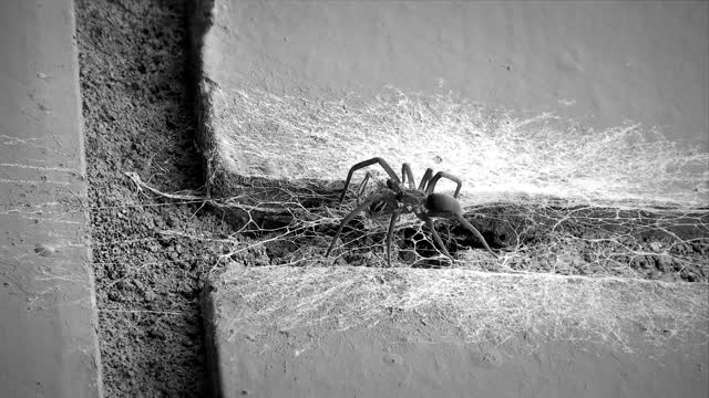 Black and white arachnid insect