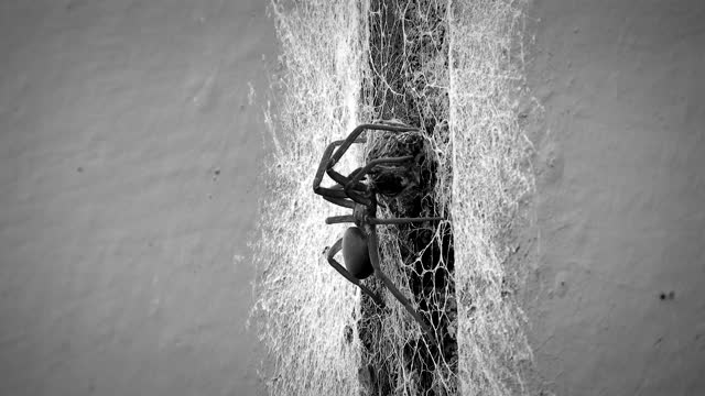Black and white insect spider