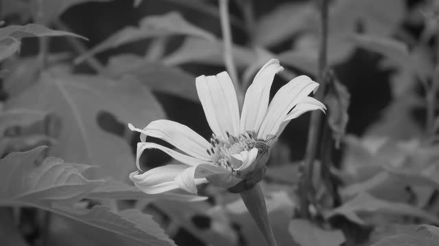 Yard black and white flower