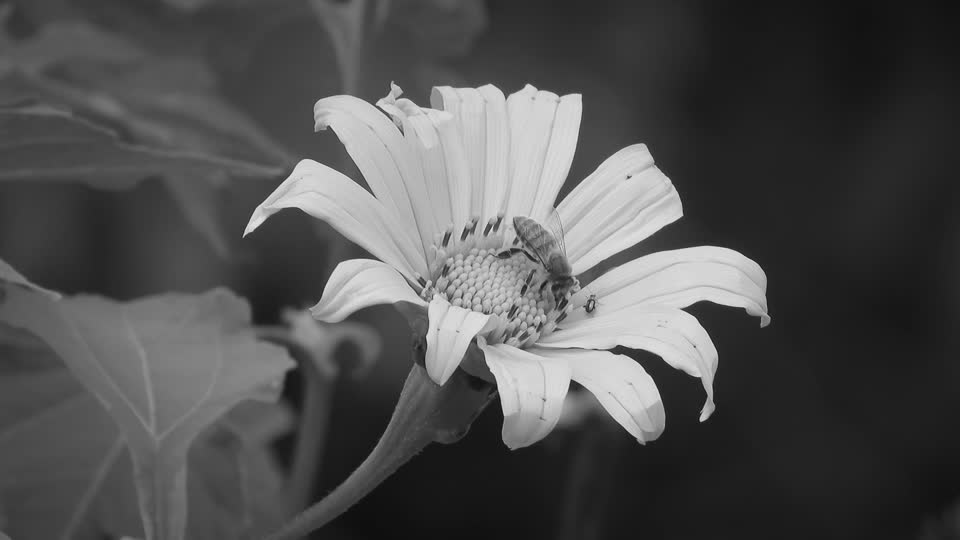 Black and white flower bee