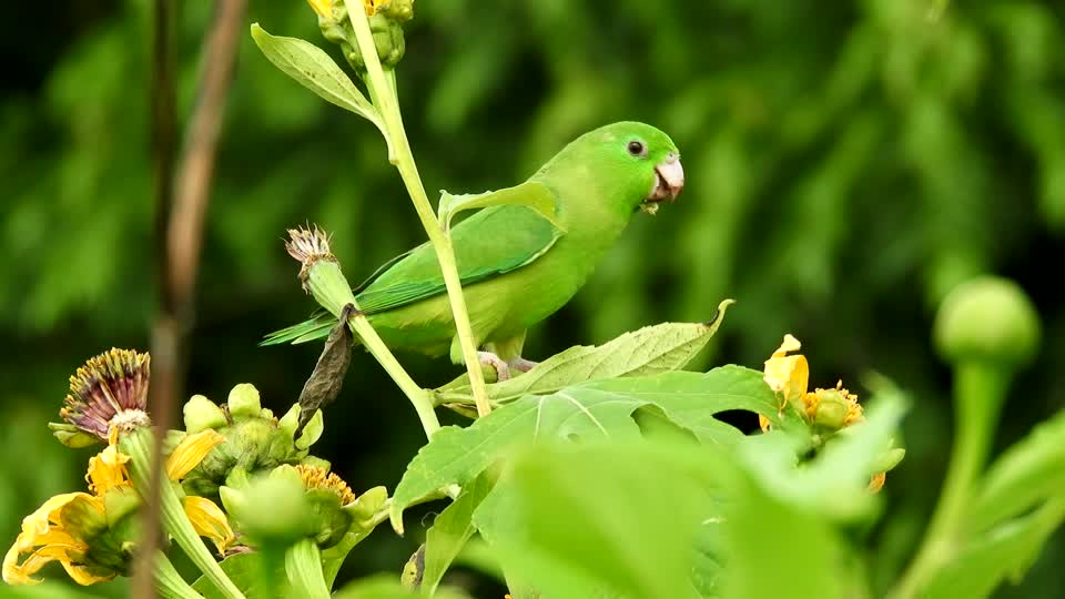 Nature bird budgie