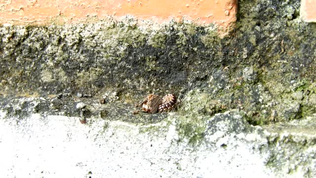 Nature insects ants