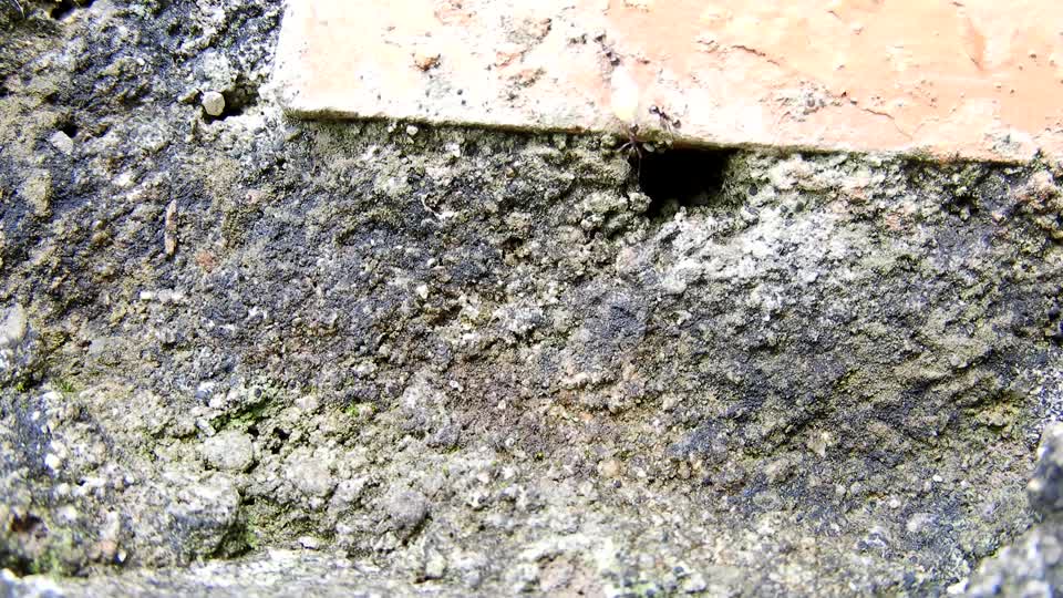 Nature insects work