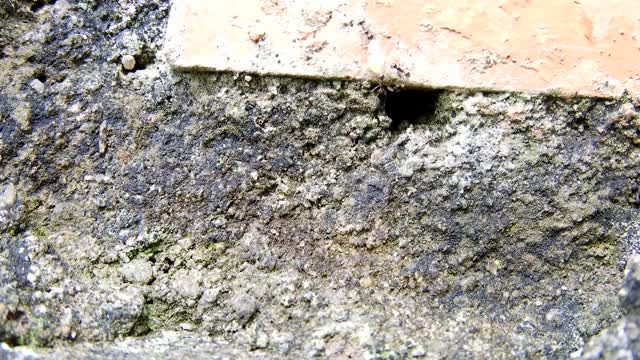 Nature insects work