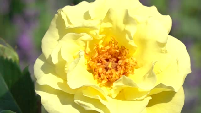 Bee rose landing