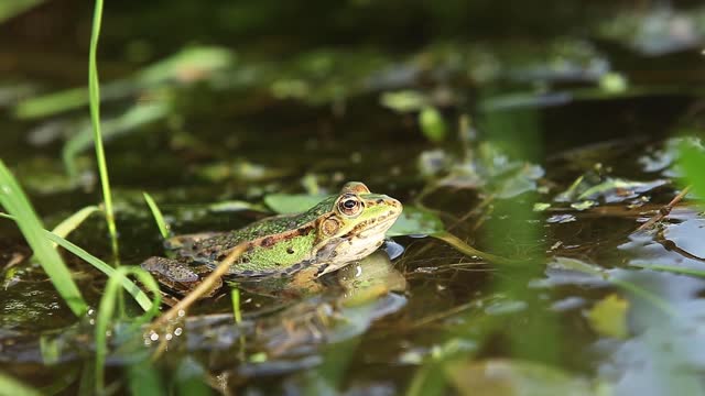 Frog green pond