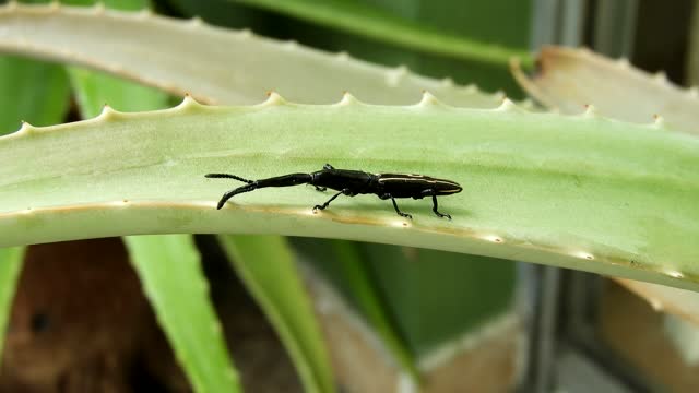 Nature insect beetle
