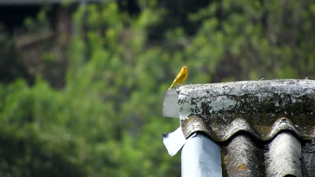 Bird canary colombia