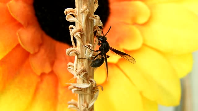 Yard insect wasp