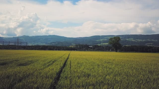 Cornfield flight field