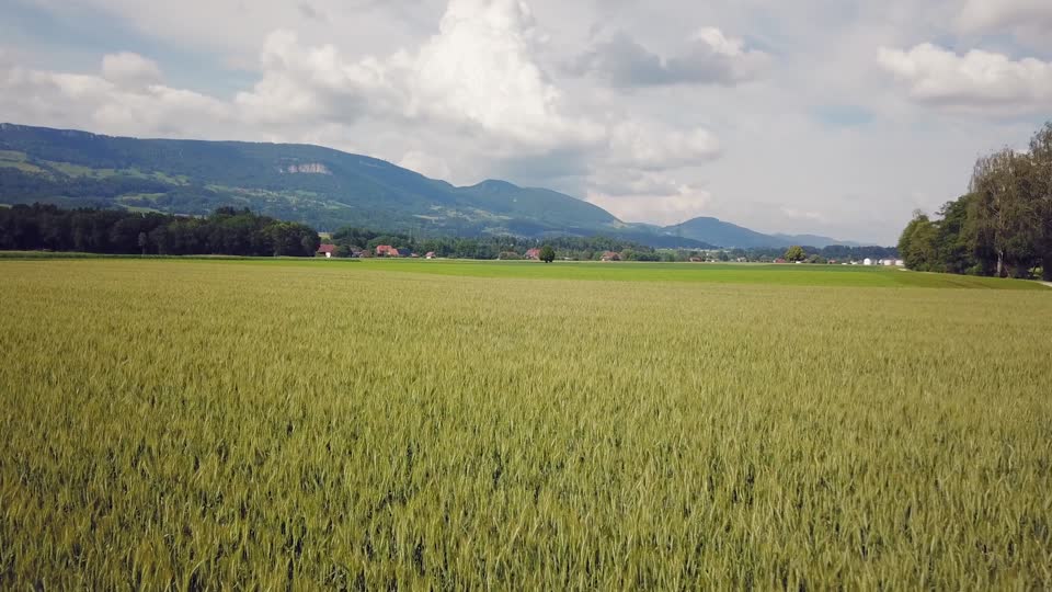 Cornfield flight field