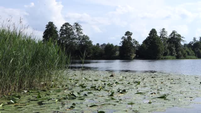Water lilies lake clouds