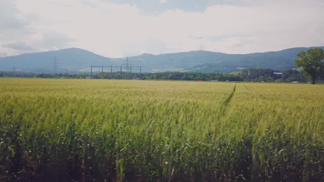 Field cornfield agriculture