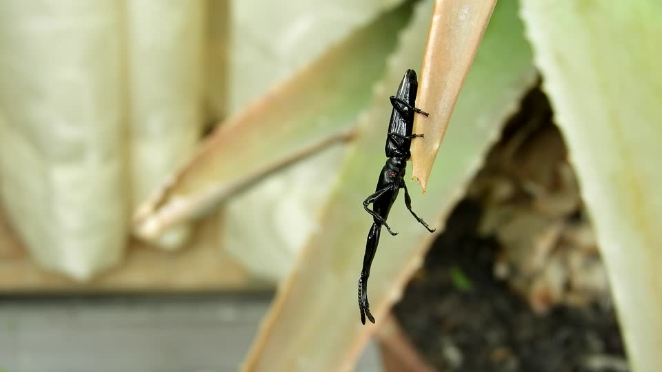 Macro insect beetle