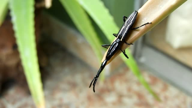 Macro insect yard