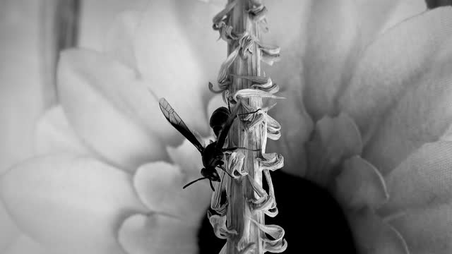 Black and white insect wasp